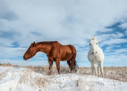 Dwa konie na zaśnieżonym polu