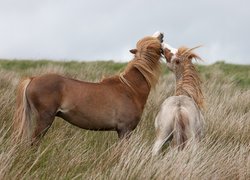 Dwa konie pośród suchych traw