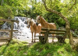 Dwa konie przy ławce obok wodospadu