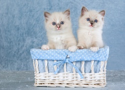 Dwa kotki ragdoll wyglądają z koszyka