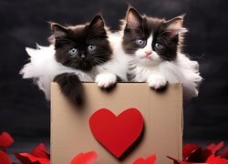 Dwa koty w pudełku z sercem