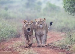 Dwa lwy na polnej drodze