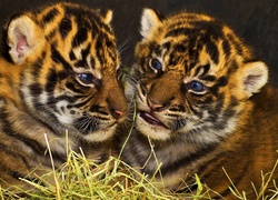 Dwa młode tygrysy na trawie