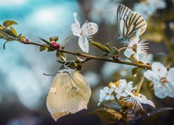 Dwa motyle i biedronka na okwieconej gałązce