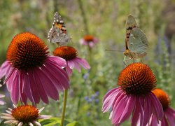 Dwa motyle na kwiatach jeżówki
