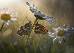 Dwa motyle pod kwiatkiem margerytki