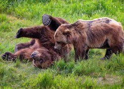 Dwa niedźwiedzie grizli podczas zabawy