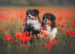 Dwa, Psy, Owczarki australijskie, Kwiaty, Czerwone, Maki