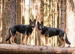 Dwa owczarki niemieckie w lesie