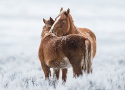 Dwa przytulone konie