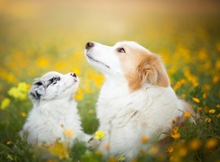 Dwa psy border collie na łące wśród kwiatów