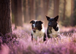 Dwa psy border collie na leśnym wrzosowisku