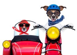 Dwa psy Jack Russell terrier na motocyklu
