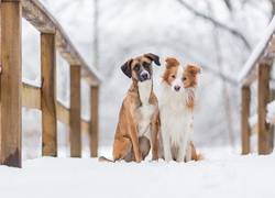Dwa psy na zaśnieżonym moście