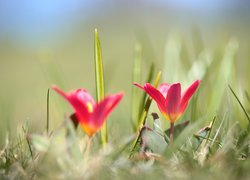 Dwa rozwinięte czerwone tulipany