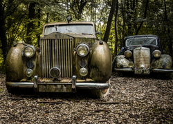 Dwa stare samochody porzucone w lesie