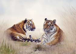 Dwa tygrysy w trawie