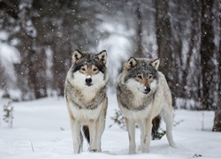 Dwa wilki na zasypanej śniegiem polanie