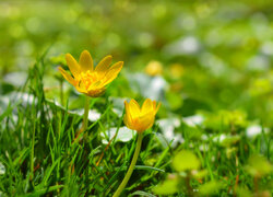 Dwa żółte kwiaty w trawie