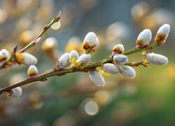 Bazie, Gałązki, Grafika AI, Wierzba