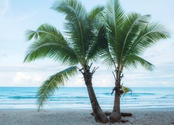 Dwie palmy nad morzem