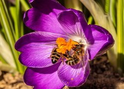 Dwie pszczoły na fioletowym krokusie