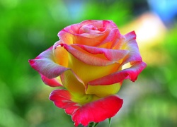 Dwukolorowa róża na rozmytym tle