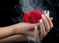 Dymiąca czerwona róża w kobiecych dłoniach