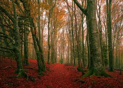 Jesień, Las, Drzewa, Gałęzie, Czerwone, Opadłe, Liście, Ścieżka