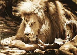 Dziewczynka oparta o lwa czyta książkę