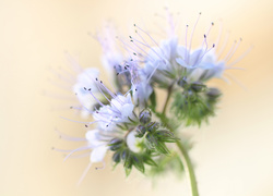 Facelia błękitna, Kwiat