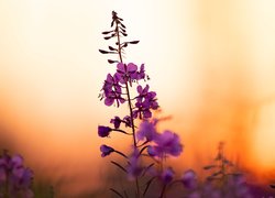 Fioletowe kwiatki na rozmytym tle
