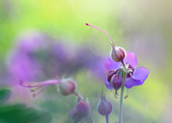 Fioletowe kwiaty bodziszka w rozmyciu