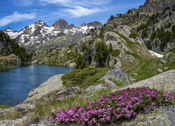 Fioletowe kwiaty na skałach i widok na górskie jezioro