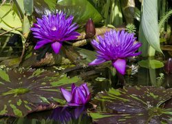 Fioletowe, Kwiaty, Lilie wodne