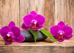 Kwiaty, Storczyki, Orchidee, Fioletowe, Listki, Kamień
