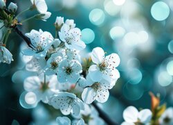 Gałązka drzewa owocowego z białymi kwiatami w słonecznym świetle