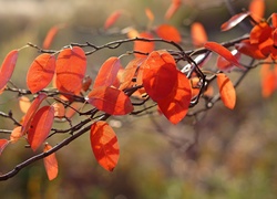 Gałązka jesiennych liści w słońcu