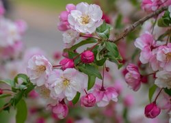 Gałązka kwitnącej jabłoni z pąkami