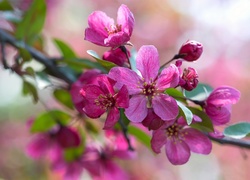 Gałązka owocowego drzewa z różowymi kwiatami
