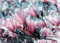 Gałązka różowej magnolii