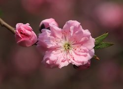 Kwiat, Drzewo owocowe, Wiśnia japońska, Gałązka