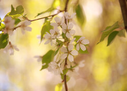 Gałązka z białymi kwiatami drzewa owocowego na słonecznym tle