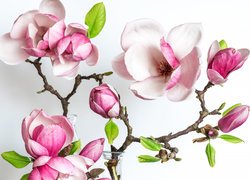 Gałązka z kwiatami i pąkami magnolii