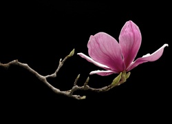 Gałązka z kwiatem magnolii na czarnym tle