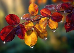 Mokre, Jesienne, Liście, Grafika AI