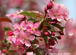 Gałązka z różowymi kwiatami jabłoni na rozmytym tle