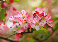 Różowe, Kwiaty, Jabłoń, Drzewo, Owocowe