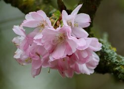 Gałązka z różowymi kwiatami wiśni w zbliżeniu