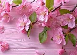 Gałązki drzewa owocowego z różowymi kwiatami na różowych deskach